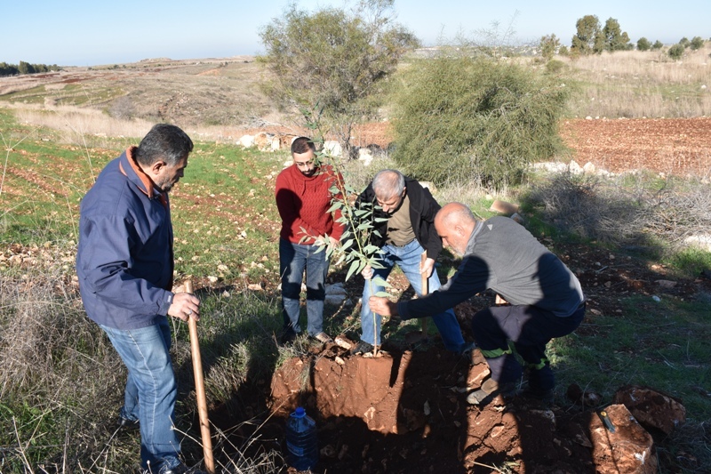 استكمال زراعة 1000 شجرة كينا على مساحة 30 دونم في بلدة ديرسريان